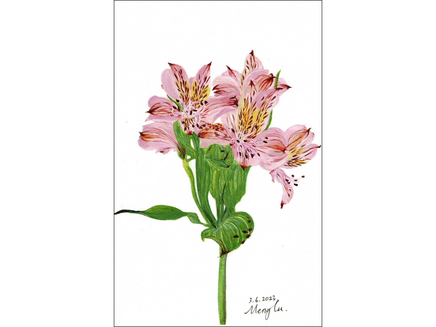 Alstroemeria