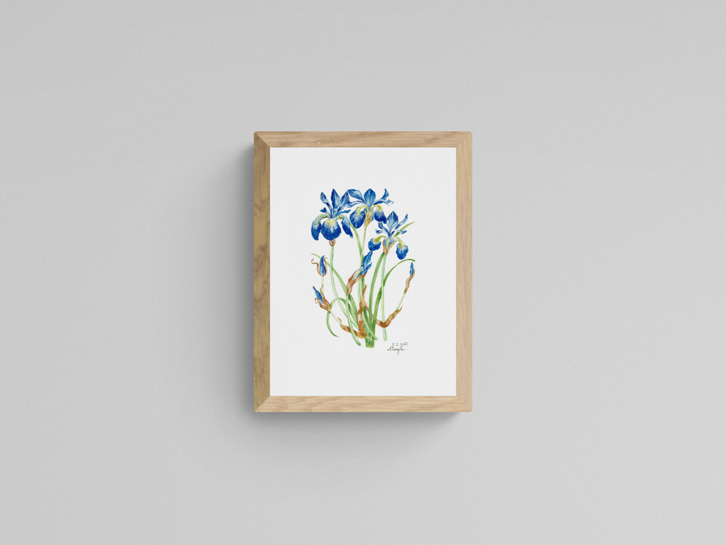 Spring Iris