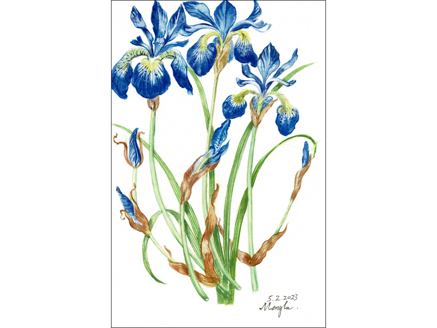 Spring Iris
